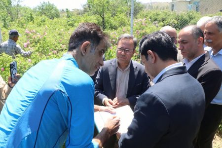 بازدید رئیس سازمان جهاد کشاورزی لرستان از مزرع تولید گل محمدی در الیگودرز