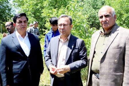 لرستان سهم ۶ درصدی از تولید گل محمدی کشور را در دست گرفت