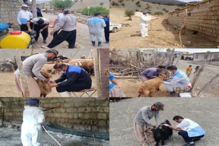 ارائه خدمات رایگان دامپزشکی به دامداران بخش شاهیوند